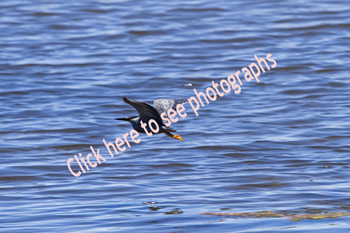 El Tesoro, Uruguay 2017-8DS-0203, Striated Heron